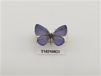 藏品(細邊琉灰蝶)的圖片